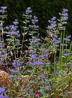 Bartiris in voller Blüte_500.webp