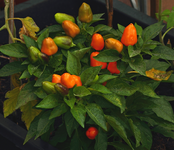 Chili teuflisch scharf_900.webp