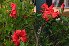 der rote WoZi_Hibiscus in voller Blüte_900.webp