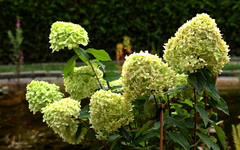 die Limelight immer noch in voller Blüte_900.webp