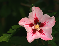 Eibisch in voller Blüte_900.webp