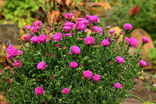 grosse Glattblattaster in voller Blüte_900.webp