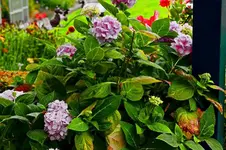 Hortensie schiebt immer noch neue Blüten_900.webp