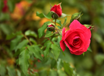 Nachblüte Rosarium Uetersen_900.webp