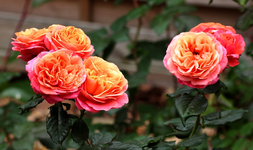 Nachblüte Rose MaryAnne_900.webp