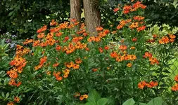 Sonnenbraut Waltraud in voller Blüte_900.webp