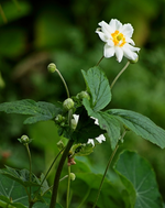 weiße Herbstanemone_500.webp