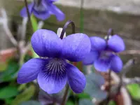 l.webp