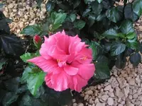 011.webp