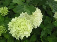 072.webp