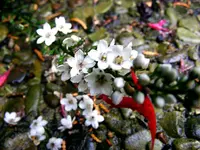 _Bluete-Blaetter.webp