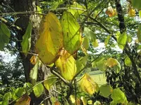 152.webp
