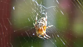 DSCN3495.webp