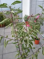 IMG_20120912_153209_600x600_500KB.webp