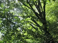 118.webp