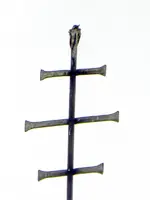 Specht_170.webp