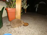 DSC00198.webp
