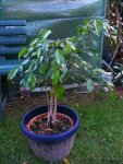 _Ficus 09.09.2012.jpg