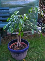 _Ficus 09.09.2012.webp