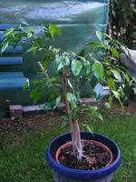 _Ficus I 09.09.2012.webp