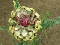 125.webp