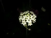 CIMG6820.webp