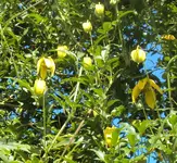DSC03201 - 2012-09-13 - goldwaldrebe.webp