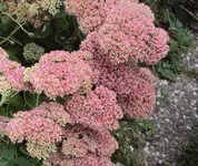 DSC03207 - 2012-09-13 - fetthenne rosa.webp