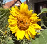 DSC03225 - 2012-09-13 - soblu.webp