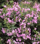 DSC03242 - 2012-09-13 - phlox zweite blüte.jpg