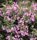 DSC03242 - 2012-09-13 - phlox zweite blüte.webp