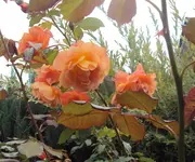 DSC03246 - 2012-09-13 - rose vorn2.webp