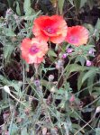 DSC03253 - 2012-09-13 - mohn.JPG