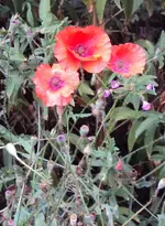 DSC03253 - 2012-09-13 - mohn.webp