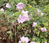 DSC03258 - 2012-09-13 - moschusmalven.webp