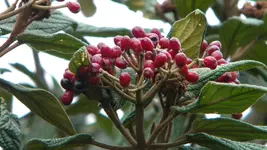 DSCN3648.webp