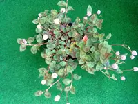 herbstzauber NEU.webp