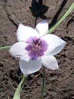tulipa (2).webp