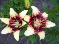cappuccino.webp