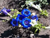 blauer und weißer enzian.webp