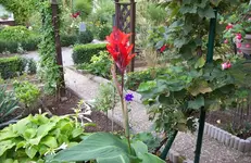 Canna.webp