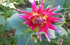 Dahlie.webp
