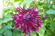 Dahlie 1.webp
