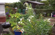 Oleander.webp