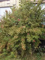 Foto1.webp