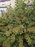 Foto2.webp