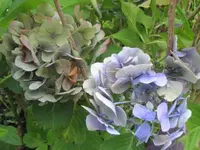 182.webp