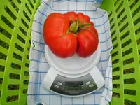 Garten Sept. 2012 003.webp