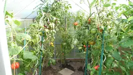 Garten Sept. 2012 143.webp