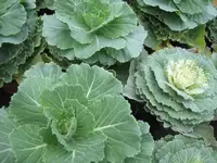 066.webp